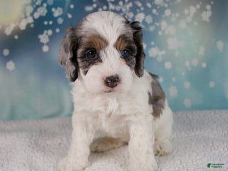 Cockapoo dogs Cassie - Ad 4