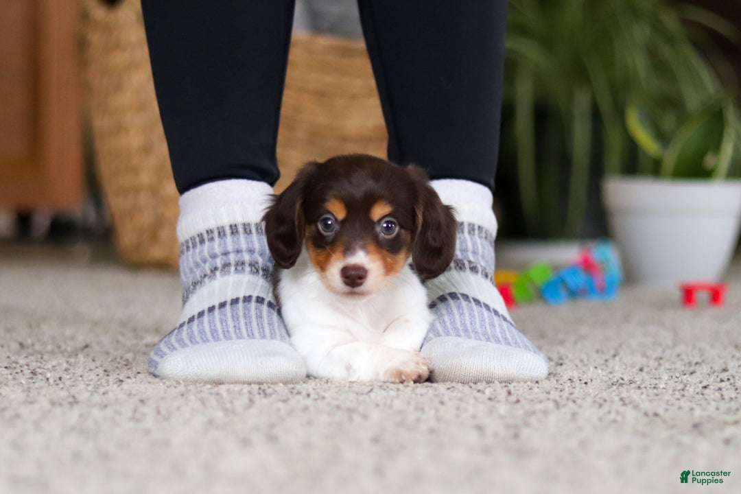 Miniature Dachshund dogs for sale: Stella - Ad 8