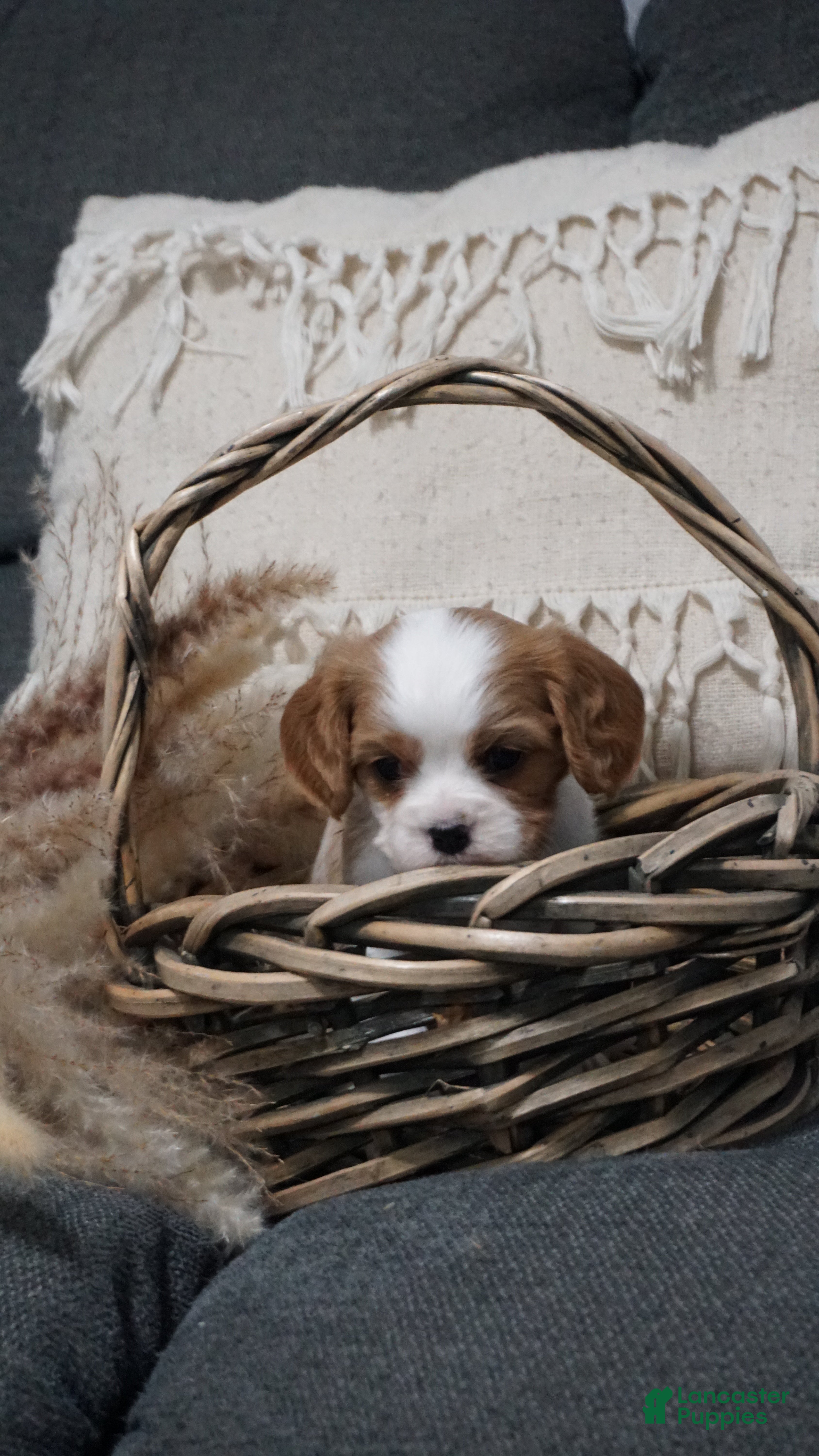 Cavalier King Charles Spaniel dogs Mitch - Ad 3