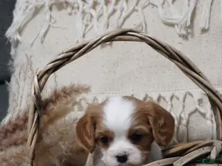 Cavalier King Charles Spaniel dogs Mitch - Ad 5