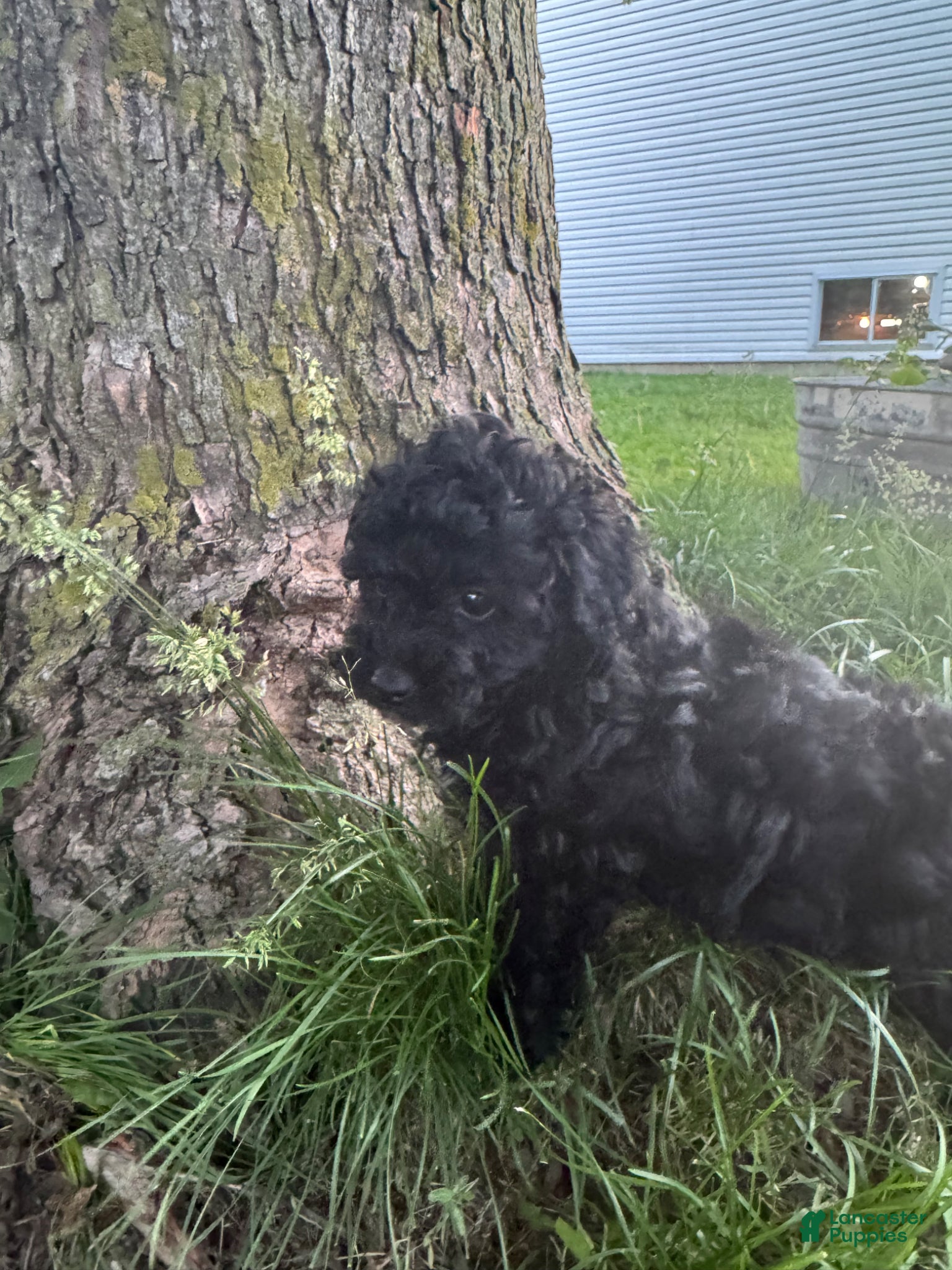 Havapoo dogs Havapoo Puppy 2 - Ad 34