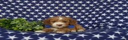 Miniature Poodle dogs for sale: Santiago  - Ad 6