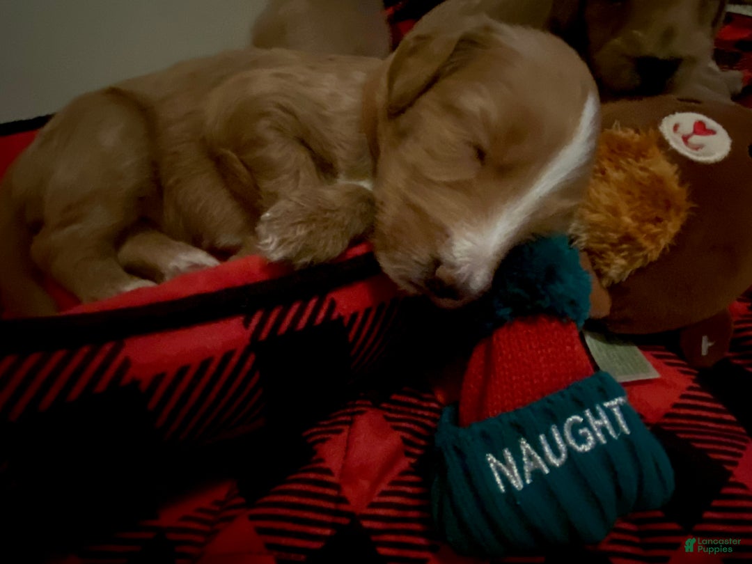 Mini Goldendoodle dogs for sale: Mini Goldendoodle Puppy 2 - Ad 1