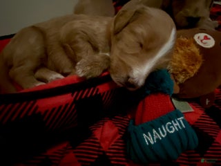 Mini Goldendoodle dogs Mini Goldendoodle Puppy 2 - Ad 9