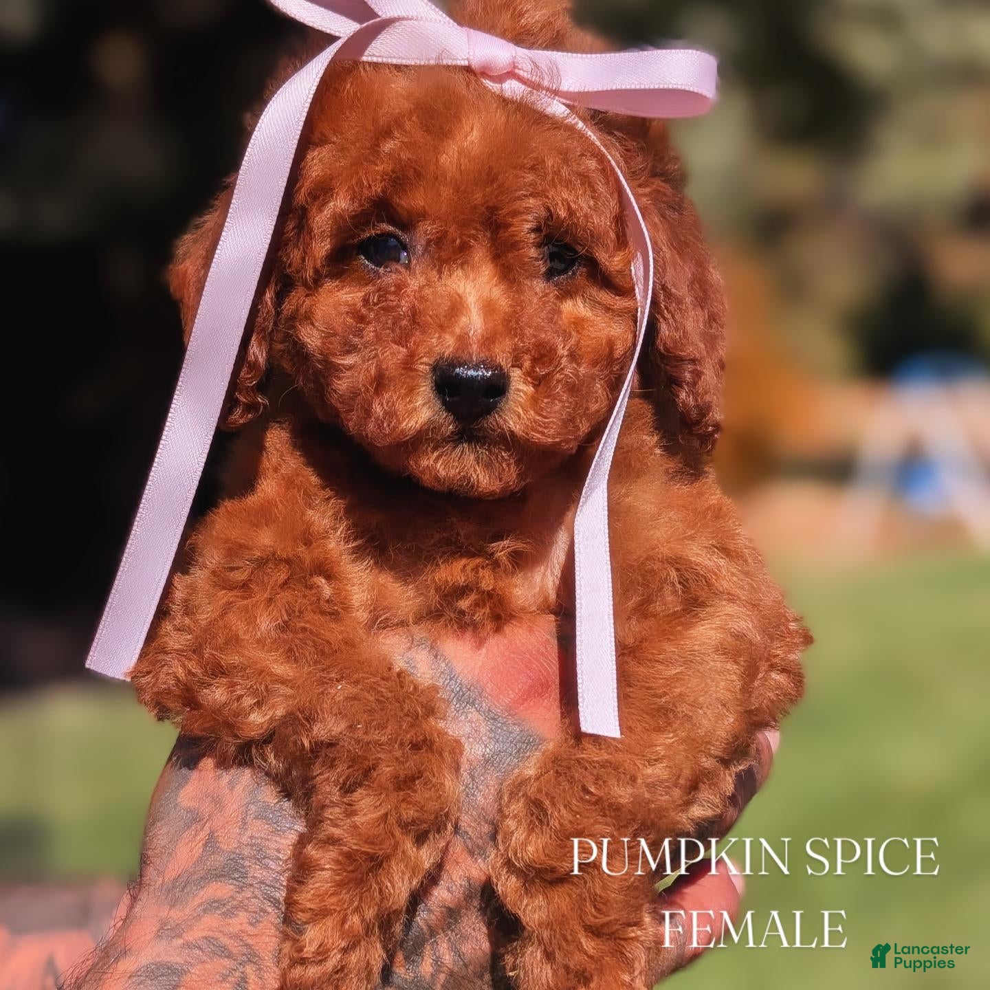Mini Goldendoodle dogs PUMPKIN SPICE  - Ad 1