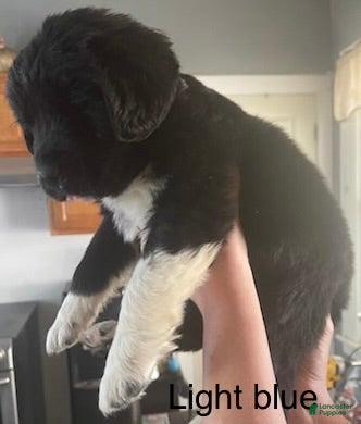 Newfoundland dogs for sale: Newfoundland Puppy 3 - Ad 2