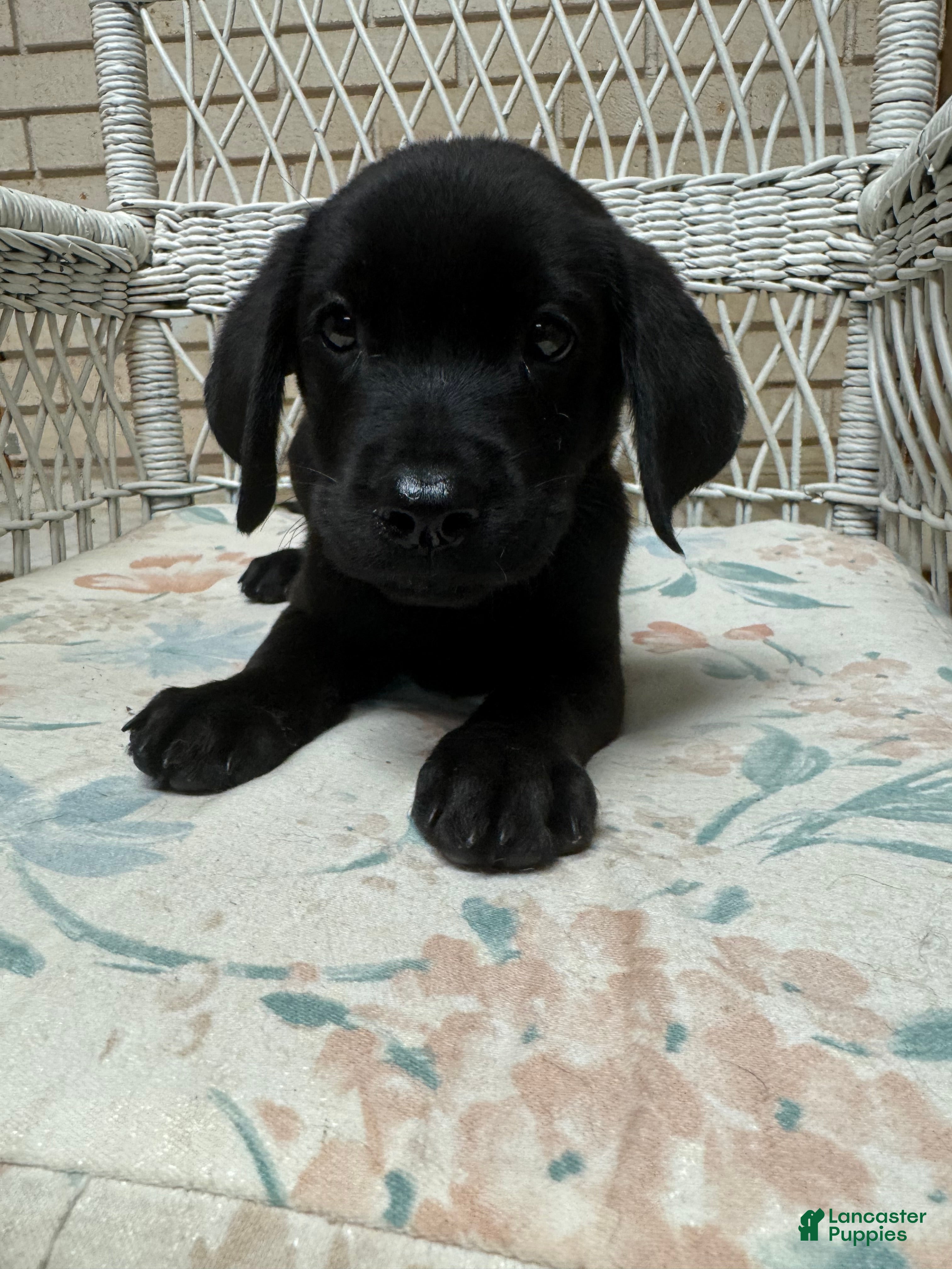 Labrador Retriever dogs for sale: Labrador Retriever Jackie - Ad 12
