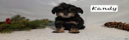 Yorkiepoo dogs for sale: Kandy - Ad 1