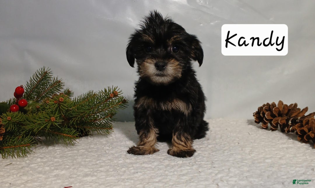 Yorkiepoo dogs for sale: Kandy - Ad 1