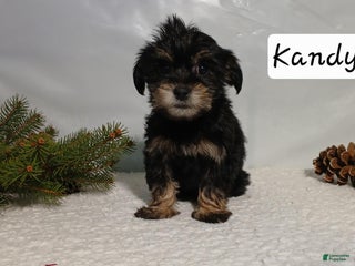 Yorkiepoo dogs Kandy - Ad 40