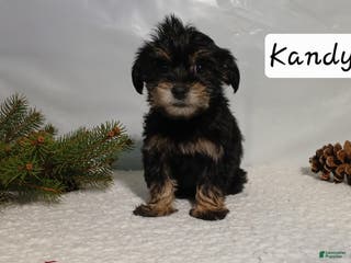Yorkiepoo dogs Kandy - Ad 38