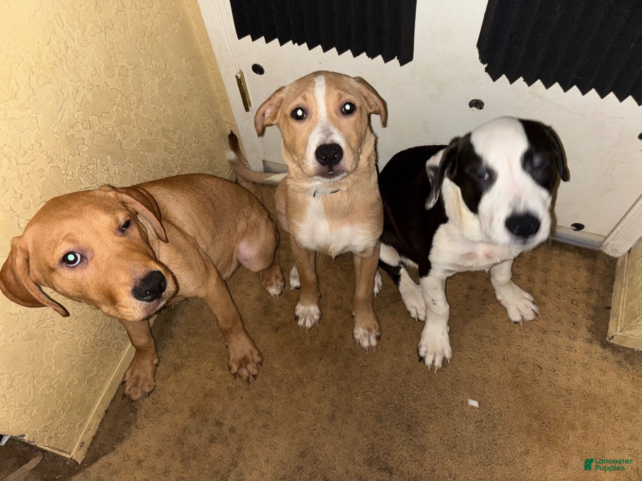 Mixed Breed dogs Mixed Breed 3 - Ad 26