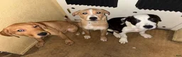 Mixed Breed dogs for sale: Mixed Breed 3 - Ad 1