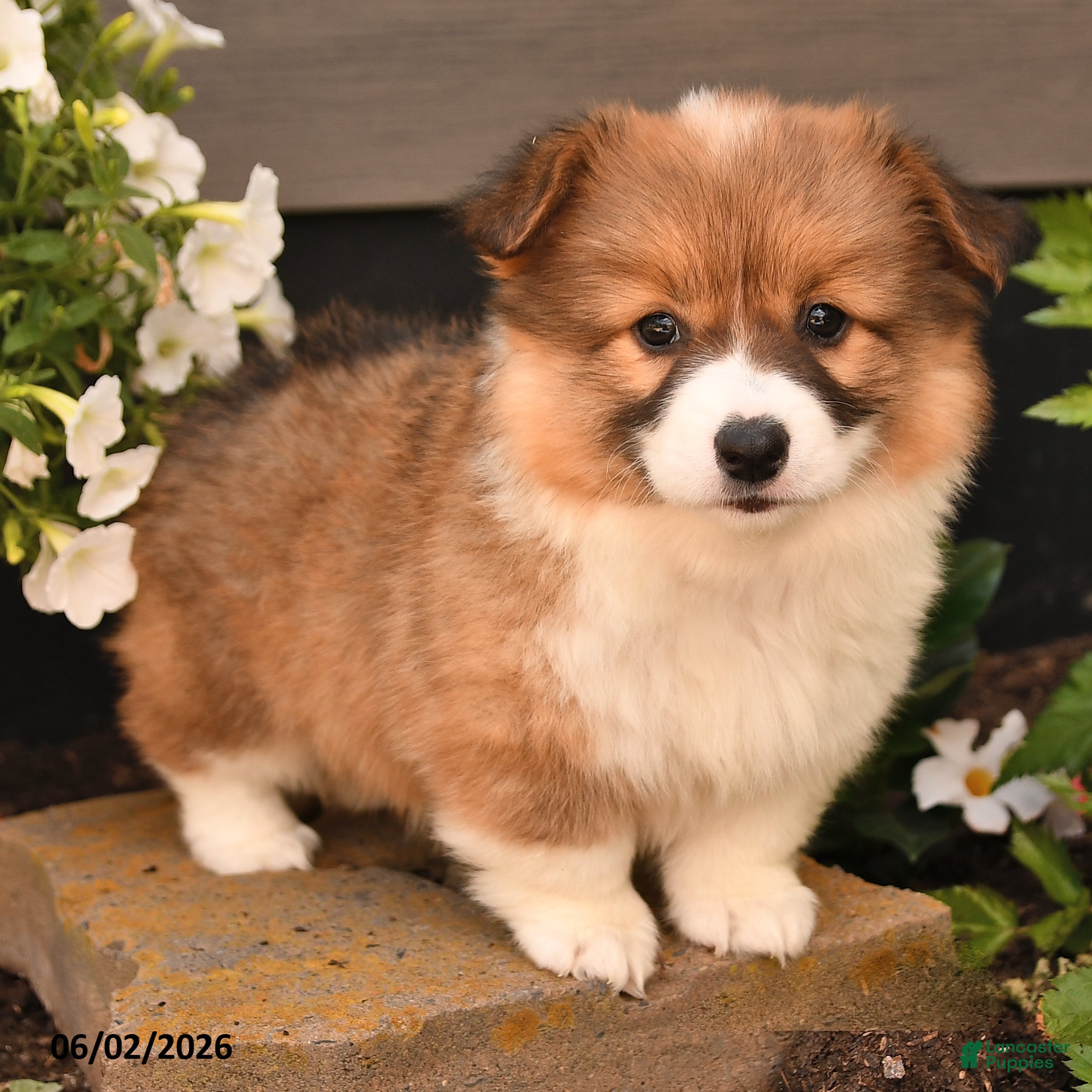 Welsh Corgi Pembroke dogs for sale: Betty   - Ad 2