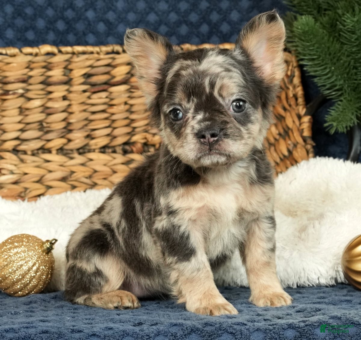 French Bulldog dogs Ashley - Ad 13