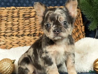 French Bulldog dogs Ashley - Ad 13