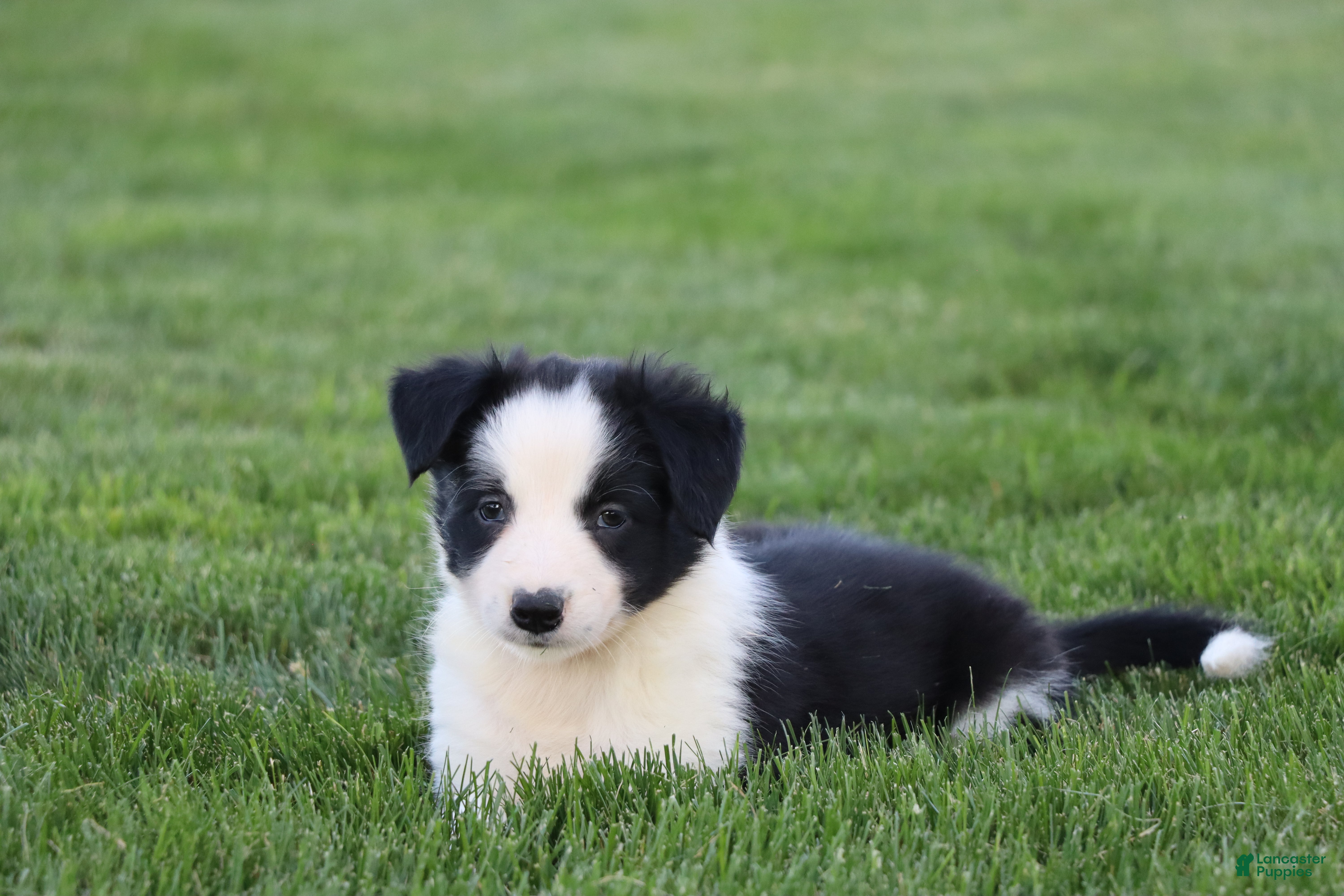 Border Collie dogs Koda - Ad 1