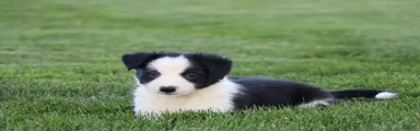 Koda