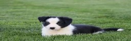 Border Collie dogs for sale: Koda - Ad 1