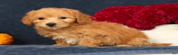 Bichpoo dogs for sale: Oscar - Ad 4