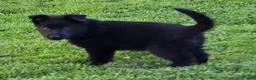 German Shepherd dogs for sale: Reba - Ad 5