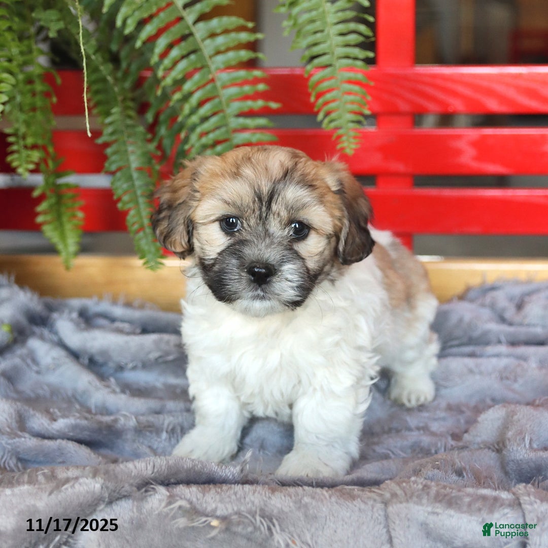 Teddy Bear dogs for sale: Tilly - Ad 3