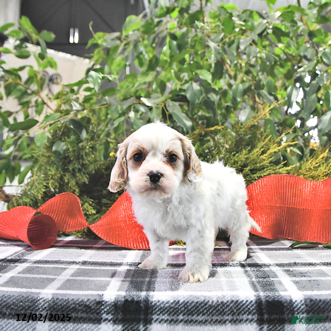 Cavapoo dogs for sale: Gem  - Ad 2