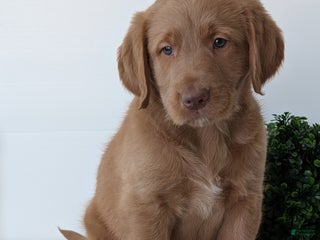 Labradoodle dogs - Ad 20