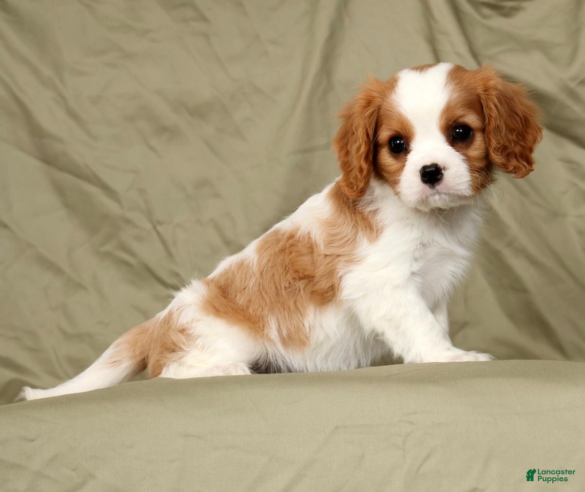 Cavalier King Charles Spaniel dogs Macy - Ad 1
