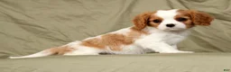 Cavalier King Charles Spaniel dogs for sale: Macy - Ad 1