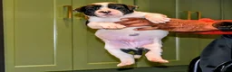 Presa Canario dogs for sale: Mr Purple  - Ad 9