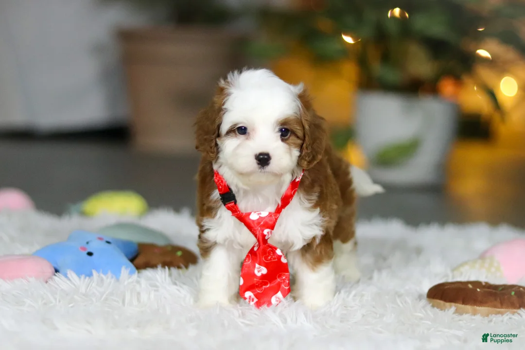 Cavapoo dogs for sale: Sawyer - Ad 3
