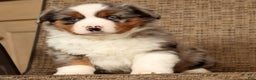 Miniature Australian Shepherd dogs for sale: Smokey - Ad 7