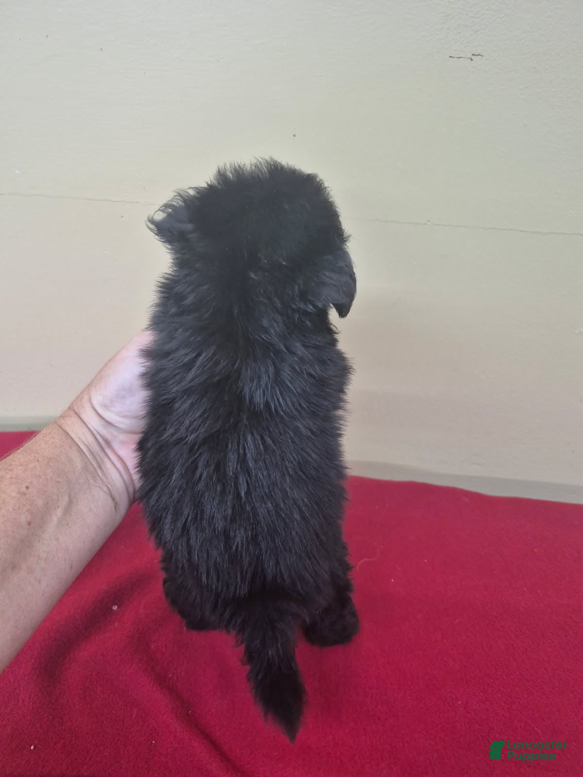 Pomapoo dogs for sale: Boy 2 - Ad 3