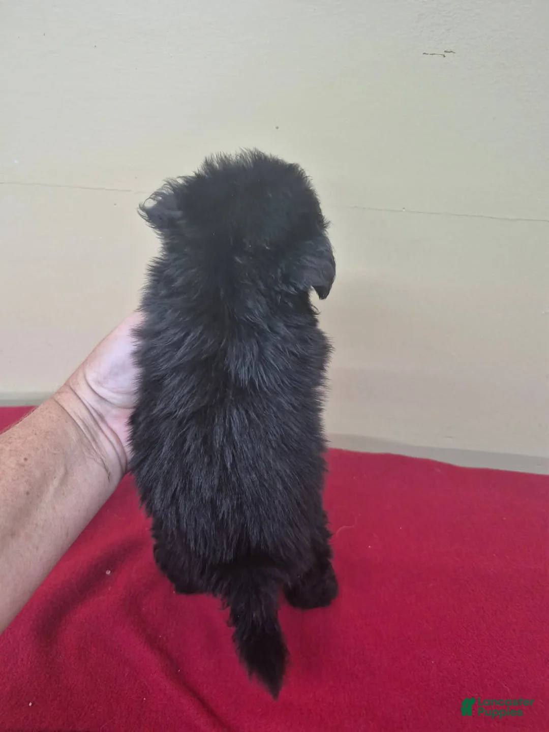 Pomapoo dogs for sale: Boy 2 - Ad 1