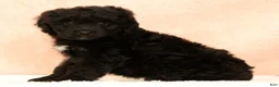 Mini Aussiedoodle dogs for sale: Molly - Ad 4