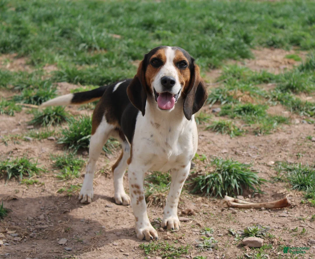 Beagle dogs for sale: Vinson - Ad 6