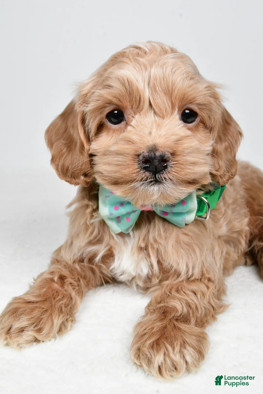 Cockapoo dogs for sale: Parker - Ad 3