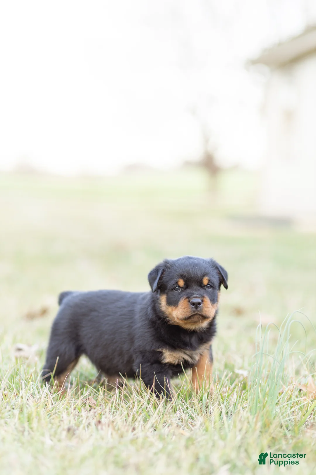 Rottweiler dogs for sale: Rottweiler Puppy 2 - Ad 2