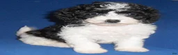 Shihpoo dogs for sale: Snoopy - Ad 5