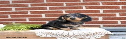 Miniature Dachshund dogs for sale: Jodi - Ad 3