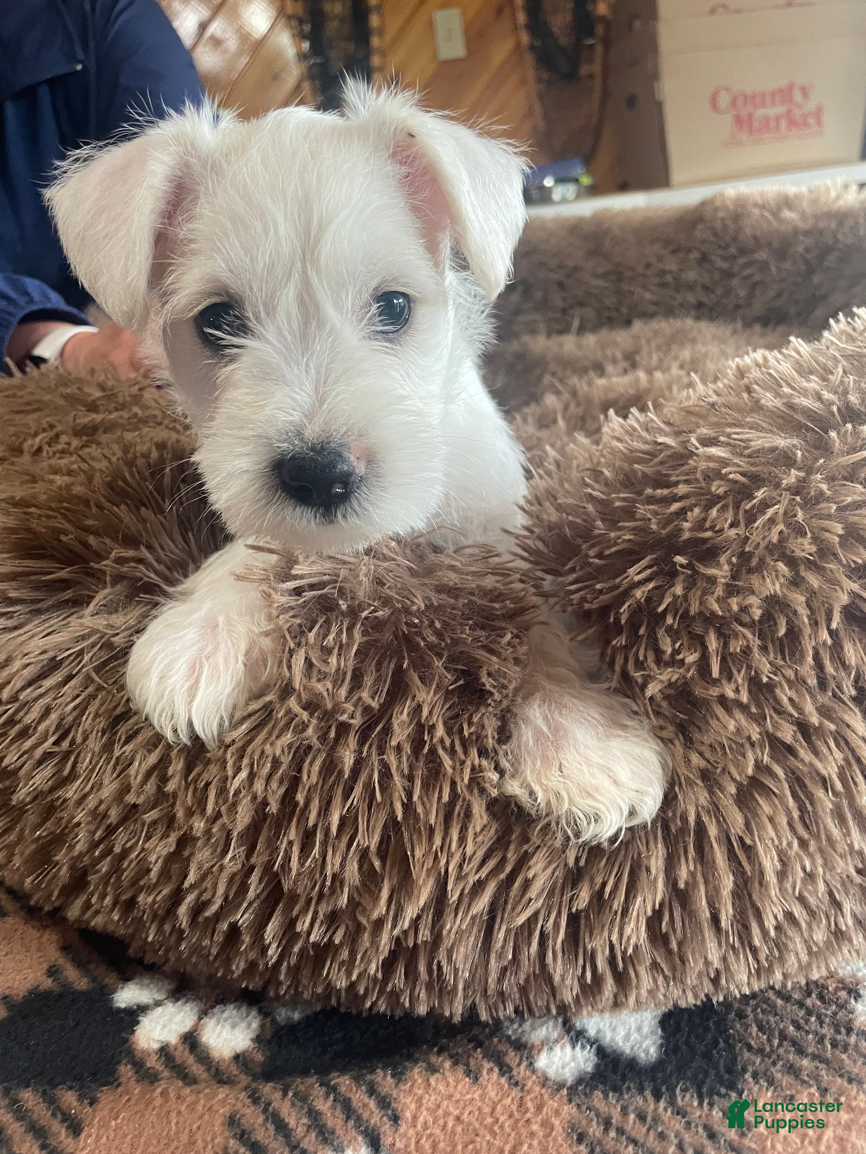Miniature Schnauzer dogs Pumba - Ad 2