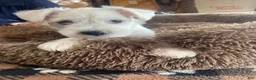 Miniature Schnauzer dogs for sale: Pumba - Ad 2