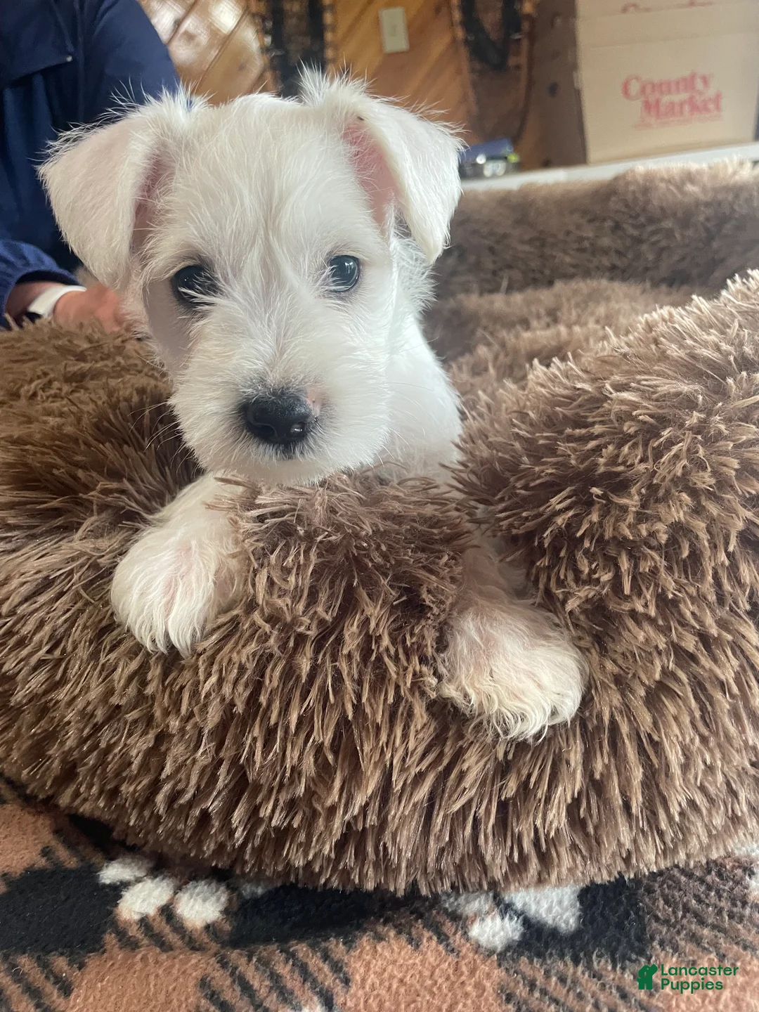 Miniature Schnauzer dogs for sale: Pumba - Ad 2
