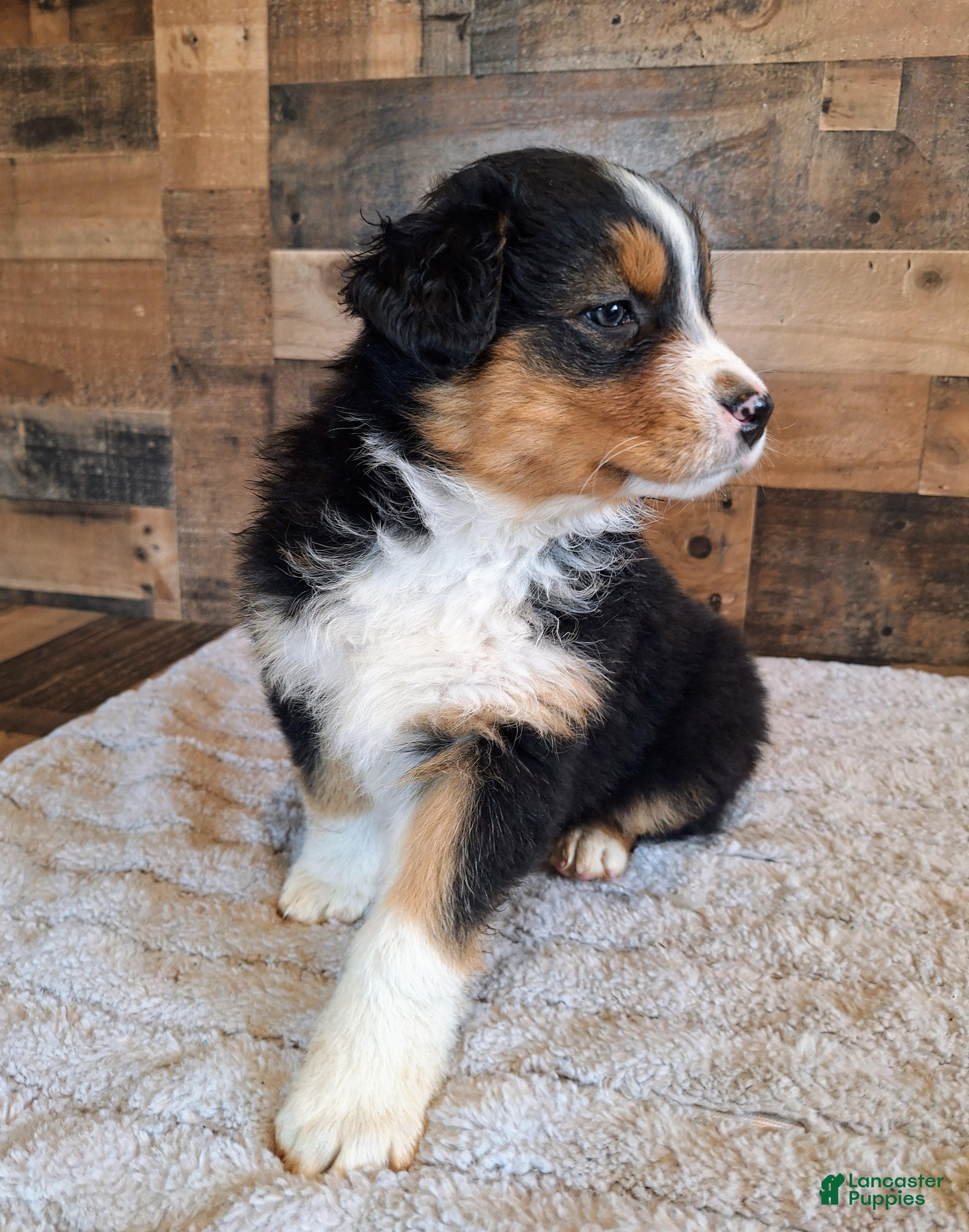 Australian Shepherd dogs Moody - Ad 2