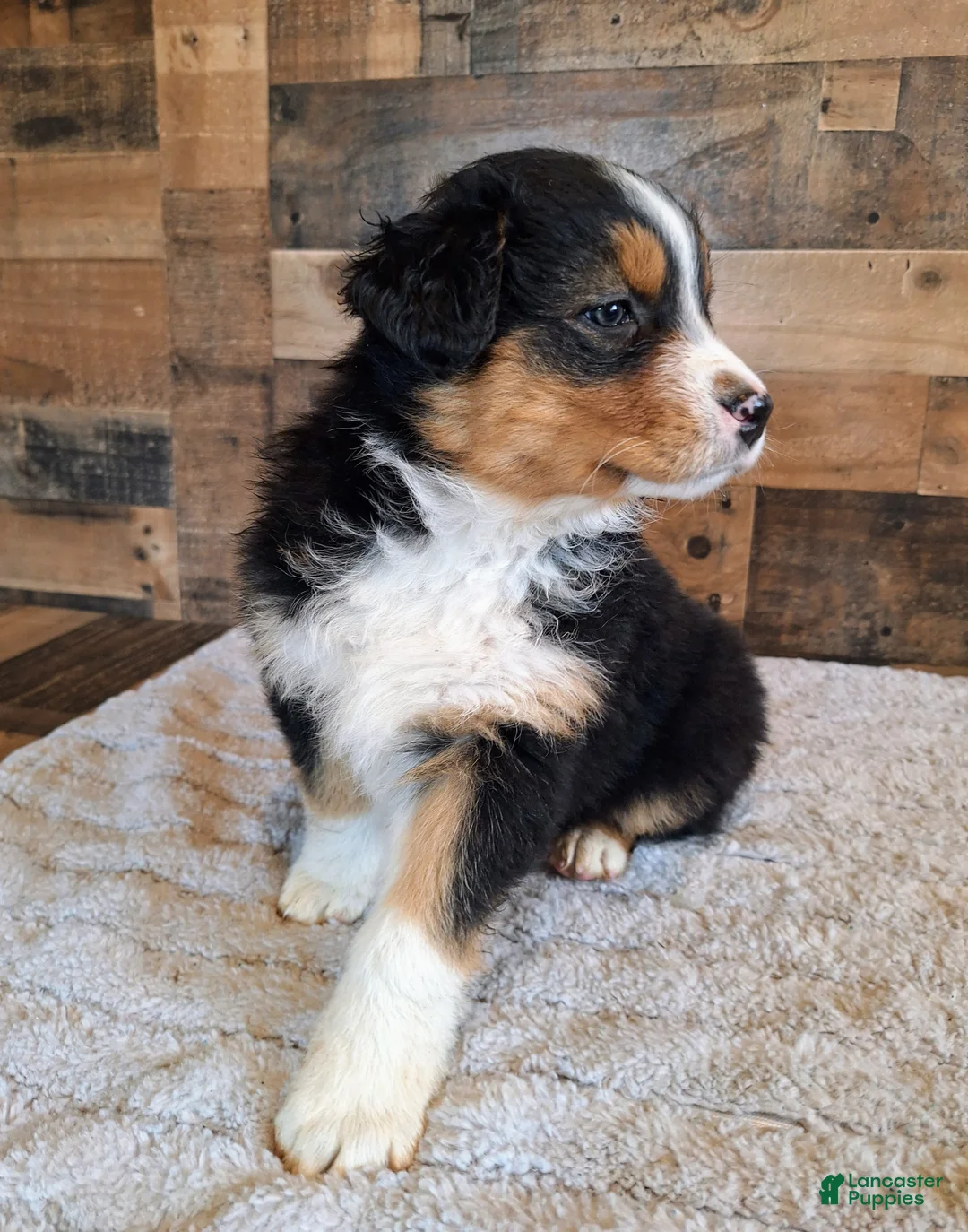Australian Shepherd dogs for sale: Moody - Ad 2