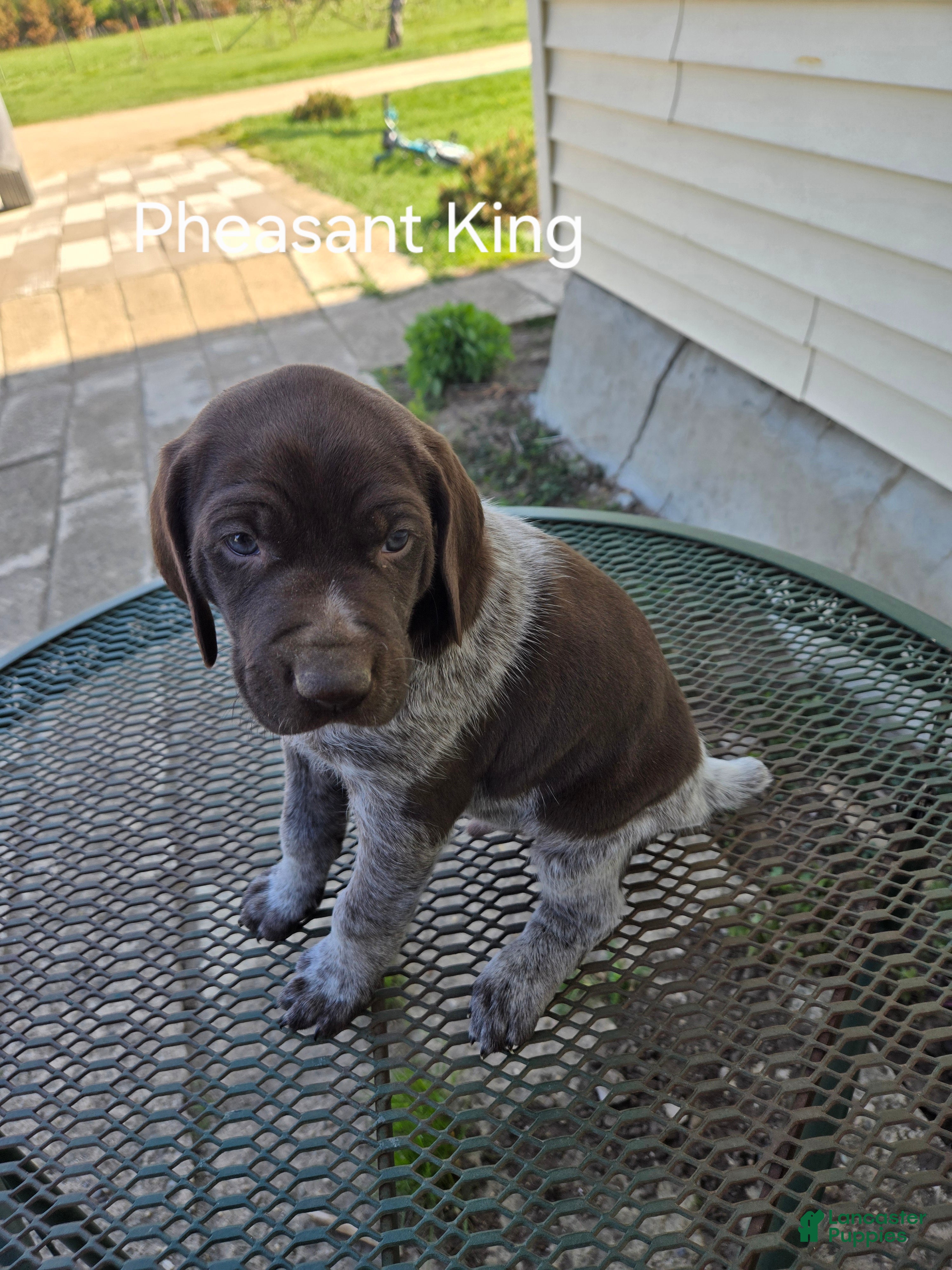 German Shorthaired Pointer dogs Pheasant King  - Ad 2