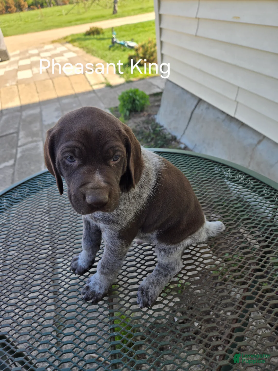 German Shorthaired Pointer dogs for sale: Pheasant King  - Ad 2