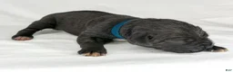 Cane Corso dogs for sale: Cane Corso Puppy 6 - Ad 1