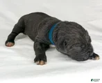 Cane Corso Puppy 6